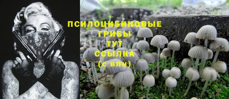 где продают наркотики  Кашира  Псилоцибиновые грибы Psilocybe 